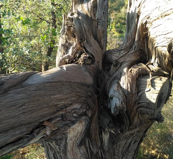 Tocón de árbol con agujero en la corteza en el bosque — Foto de Stock