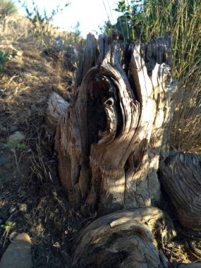 Ormanda kabuğu delik ile ağaç kütüğü