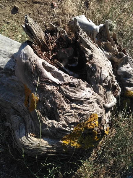 Souche d'arbre avec trou dans l'écorce dans la forêt — Photo