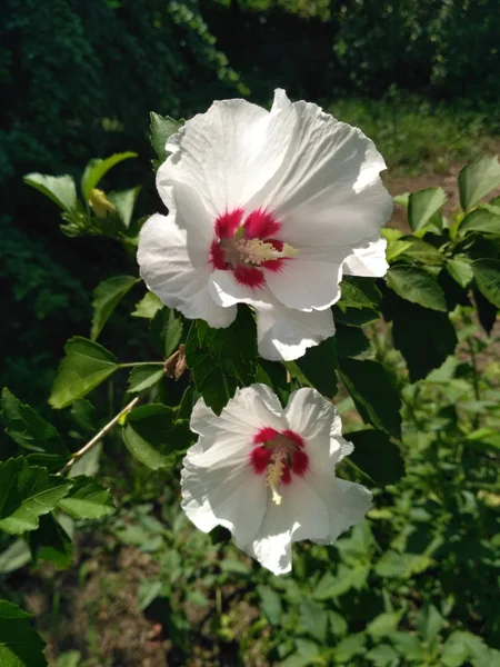 庭の白いハイビスカスの花。スタメンの詳細 — ストック写真