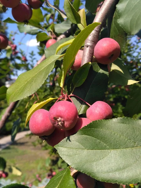 Маленькие красные яблоки растут на ветке среди листьев — стоковое фото