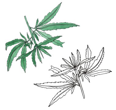 Yaprak ile yeşil kenevir suluboya ve kontur dalı