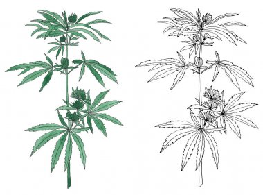 Yaprak ile yeşil kenevir suluboya ve kontur dalı