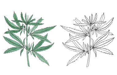 Yaprak ile yeşil kenevir suluboya ve kontur dalı