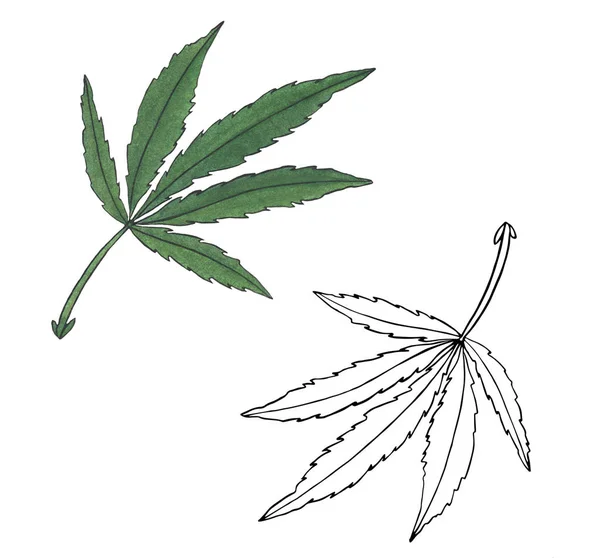 Watercolor illustration branch of Green Hemp leave — Stock Photo, Image