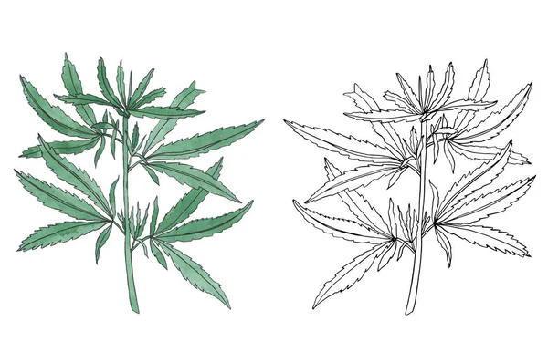 잎과 녹색 대마의 수채화 및 윤곽 지점 — 스톡 사진
