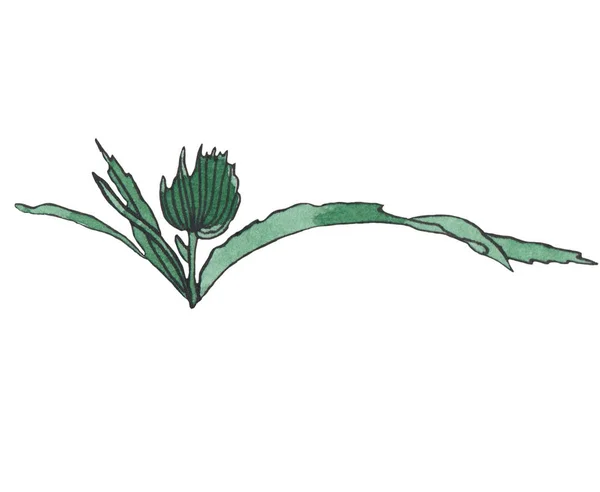 Akwarela gałąź Zielona konopi z liści — Zdjęcie stockowe