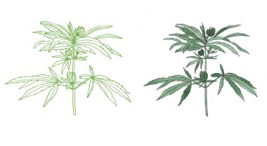 Yaprak ile yeşil kenevir suluboya ve kontur dalı