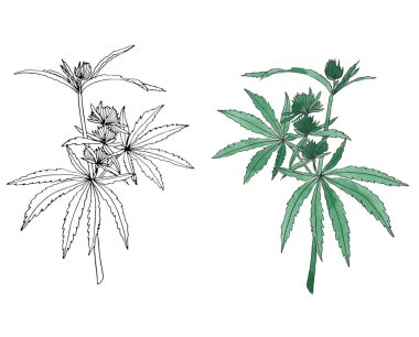 Yaprak ile yeşil kenevir suluboya ve kontur dalı