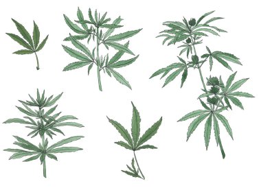 Büyük kenevir ve yaprakları yeşil şube dekoratif seti