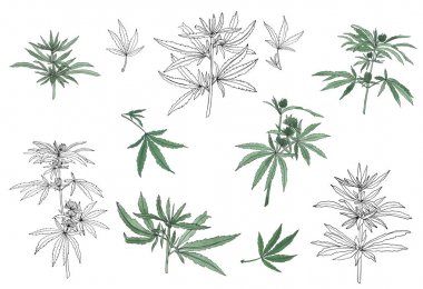 Büyük kenevir ve yaprakları yeşil şube dekoratif seti