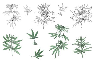 Büyük kenevir ve yaprakları yeşil şube dekoratif seti