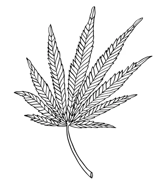 Vector Decorative illustration leave of big hemp — Stock Vector