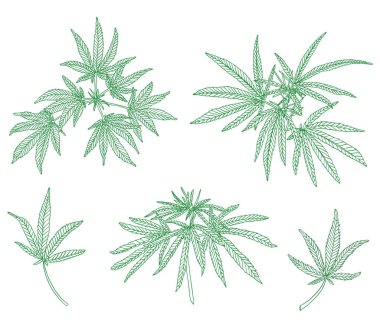 Büyük dal kenevir ve yeşil yaprakları Dekoratif seti