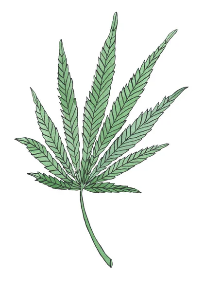 Akvarell illustration gren av grön hampa ledighet — Stockfoto