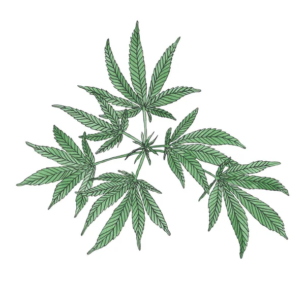 Watercolor branch of Green hemp with leaves — Stock Photo, Image