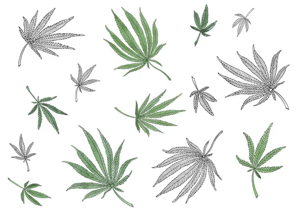 装饰集绿色分支的大麻和叶 — 图库照片