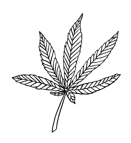 大麻与叶子的矢量装饰分支 — 图库矢量图片