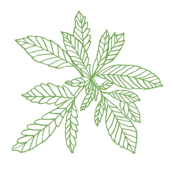 Rama verde decorativa de pequeño cáñamo con hojas — Foto de Stock
