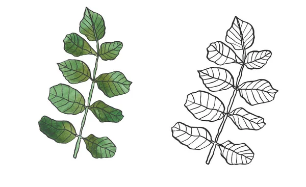 Decoratieve tak van groene bladeren met buikspek — Stockfoto
