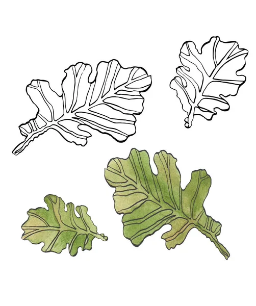 수채화 장식 세트 녹색 오크 잎 줄무늬 — 스톡 사진