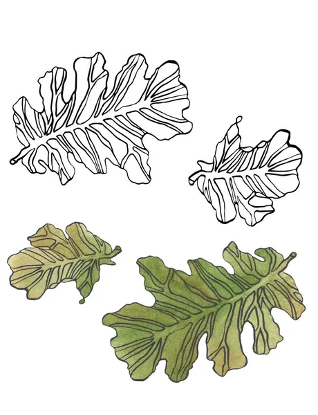 줄과 장식 잉크 그리기 오크 잎 — 스톡 사진