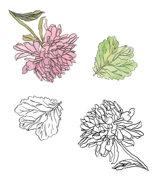 Decorative illustration ink drawing pink chrysanthemum flower
