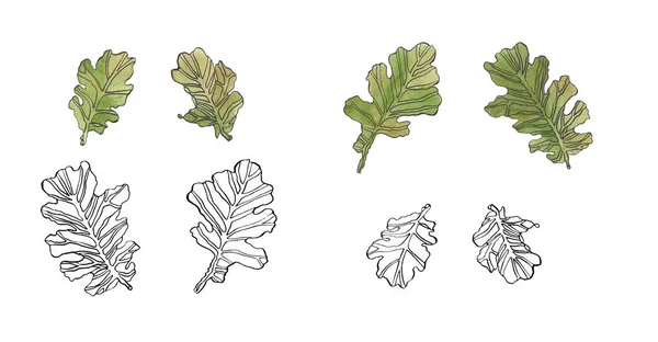 Set decorativo tinta acuarela dibujo hojas de roble con rayas — Foto de Stock