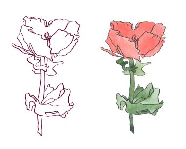 Sulu boya pembe kırmızı haşhaş çiçek ile yaprakları