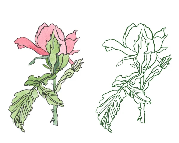 Ακουαρέλα ροζ κόκκινο τριαντάφυλλο λουλούδι με φύλλα — Φωτογραφία Αρχείου