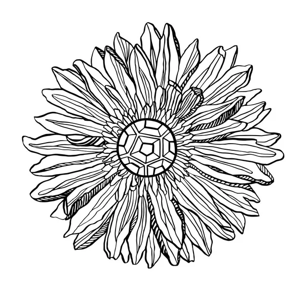 Vektora Herbera chryzantemum virág a futball labda a közepén — Stock Vector