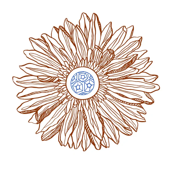 Brown Herbera chryzantemum virág a futball labda a közepén — Stock Fotó