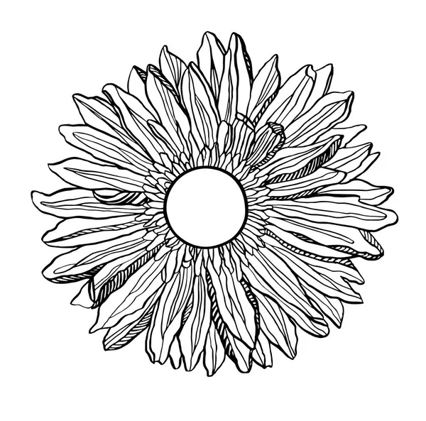 Vektör ortasında Herbera chryzantemum çiçek — Stok Vektör
