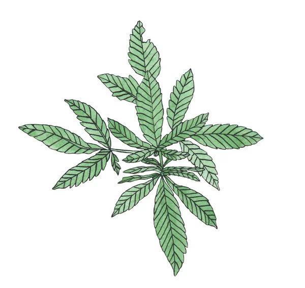Akvarell gren av gröna hampa med blad — Stockfoto