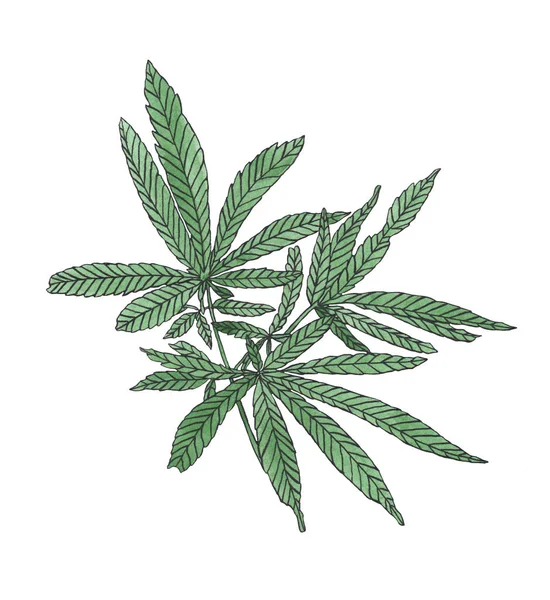 Aquarell Zweig von grünem Hanf mit Blättern — Stockfoto