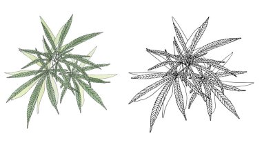 Yaprak ile yeşil kenevir suluboya ve kontur dalı