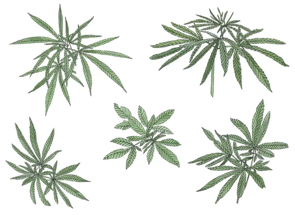 Aquarell-Set aus grünem Zweig aus großem Hanf und Blättern — Stockfoto