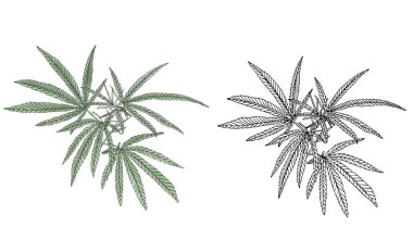 Yaprak ile yeşil kenevir suluboya ve kontur dalı