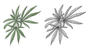 Yaprak ile yeşil kenevir suluboya ve kontur dalı