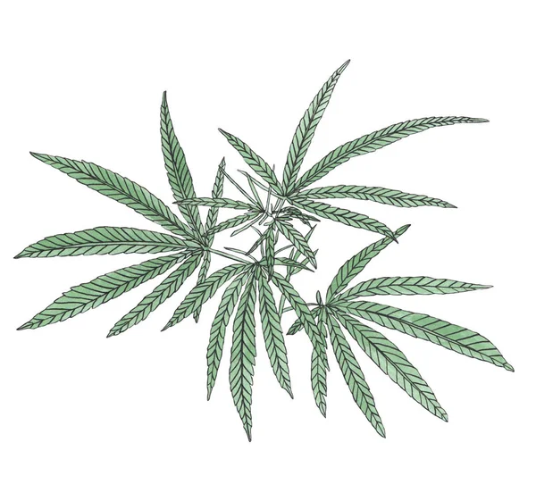 Akvarell gren av gröna hampa med blad — Stockfoto