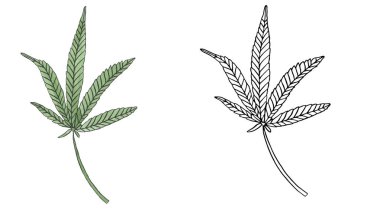 Yaprak ile yeşil kenevir suluboya ve kontur dalı