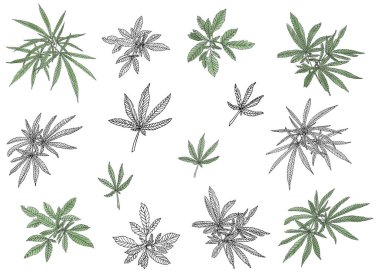 Büyük kenevir ve yaprakları yeşil şube dekoratif seti