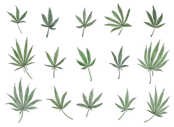 Watercolor set of green branch of big hemp and leaves — Stock Photo, Image