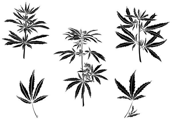 Decorative black trafaret set branch of big hemp and leaves — Stock Photo, Image