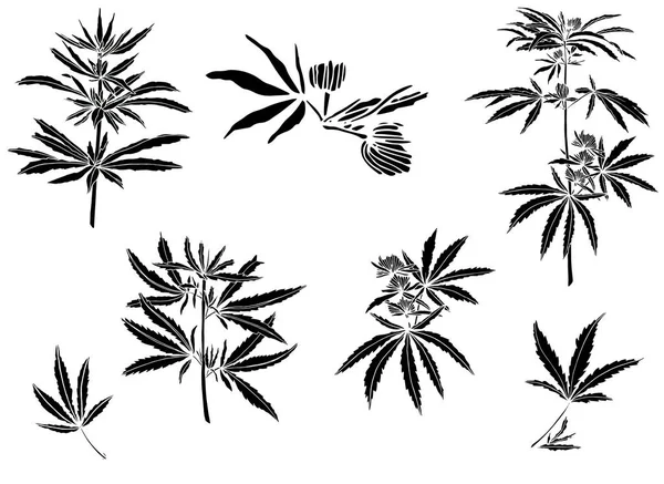 Dekoracyjny czarny trafaret zestaw gałęzi dużych konopi i liści — Zdjęcie stockowe
