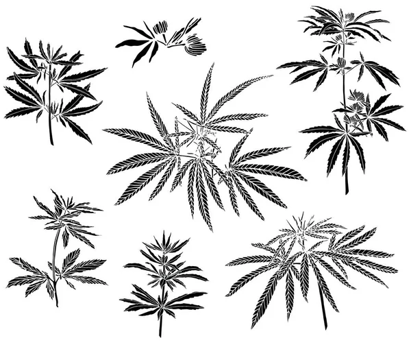 Decorativo nero trafaret set ramo di canapa grande e foglie — Foto Stock