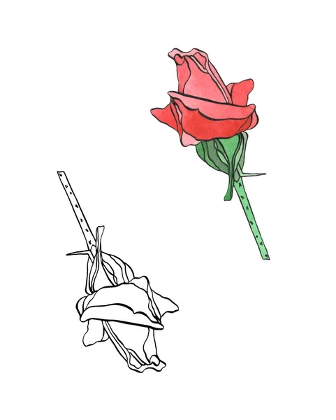 Υδατογραφία και περίγραμμα ροζ τριαντάφυλλο λουλούδι με φύλλα — Φωτογραφία Αρχείου