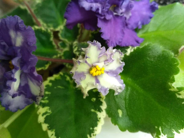 Flor violeta florece entre las hojas verdes —  Fotos de Stock