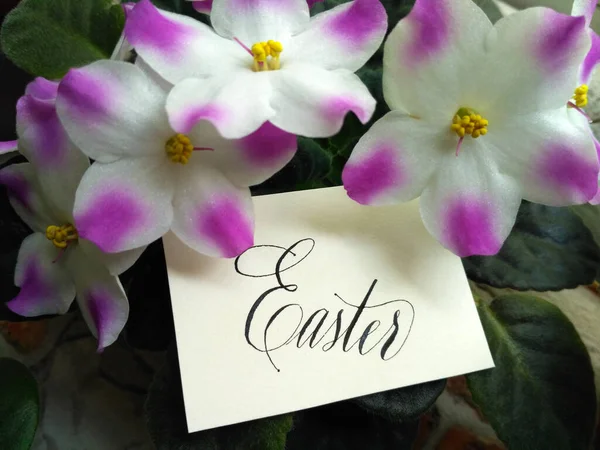 Cartão de sinal de feriado de Páscoa entre as flores de violetas — Fotografia de Stock