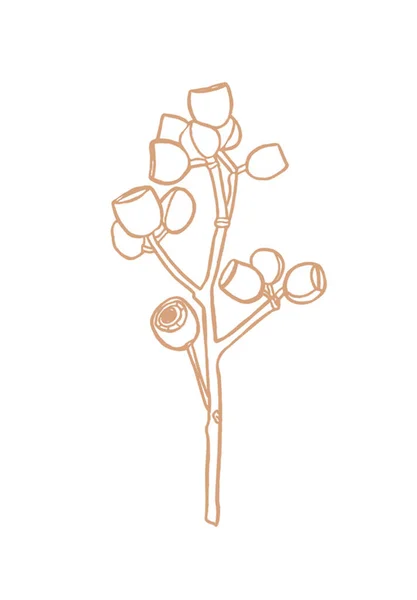 Eukalyptusbeeren Zweigen Floristische Designelemente Für Die Floristik Handgezeichnet — Stockfoto
